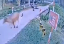 Lelaki maut ditendang lembu