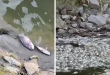 சுங்கை கிந்தாவில் கண்டெடுக்கப்பட்ட ஆயிரக்கணக்கான இறந்த கருப்பு திலாப்பியாக்கள் பொறுப்பற்ற தரப்பினரால் ஆற்றில் கொட்டப்பட்டது