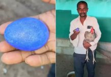 கர்நாடகாவில் நீல நிறத்தில் முட்டையிட்ட கோழி! மக்கள் வியப்பு!