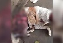 பகுதியளவு தோலுரிக்கப்பட்டு உயிருடன் மீட்கப்பட்ட நாய்: போலீசார் விசாரணை