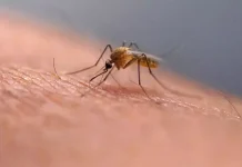 சீனாவில் வேகமாக பரவும் சிக்குன்குனியா – பாதிப்பு எண்ணிக்கை 7 ஆயிரமாக உயர்வு