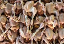 கோழி இறைச்சிக்கான மானியம் நிறுத்தப்பட்டபோதிலும், சந்தை விலை நிலையானதாகவே உள்ளது – துணை அமைச்சர் விளக்கம்