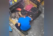 Budak dikatakan bunuh anak kucing