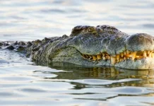 Buaya di Sungai – Orang ramai dinasihat elak hampiri