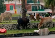 பலமுறை புகார் அளித்த பிறகு சுற்றித் திரிந்த பசுக்கள் பறிமுதல் செய்யப்பட்டு ஏலம் விடப்பட்டது: பினாங்கு நகராண்மைக்கழகம்