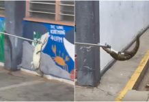 குளுவாங் பள்ளி வளாகத்தில் அழையா விருந்தாளியாக வந்த முதலைக் குட்டி!