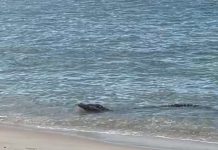 தெலுக் பஹாங் கடற்கரையில் தென்பட்ட முதலையால் பொதுமக்கள் அதிர்ச்சி