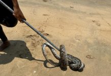 Ular sawa muncul dari laut