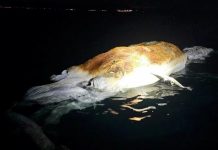 ஹாங்காங்கில் 10 மீட்டர் நீளமுள்ள திமிங்கிலத்தின் உடல் கண்டுபிடிப்பு