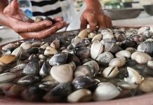 போர்ட்டிக்சன் கடல் நீரில் பயோடாக்சின் அளவு குறைந்தது – கேராங் எனப்படும் மட்டி சாப்பிடுவது இன்னும் பாதுகாப்பற்றது