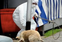 சரவாக்: இரண்டு பெண்கள் rabies நோயால் உயிரிழந்தனர்