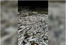 Ribuan ikan mati di Sungai Bera dipercayai akibat pencemaran