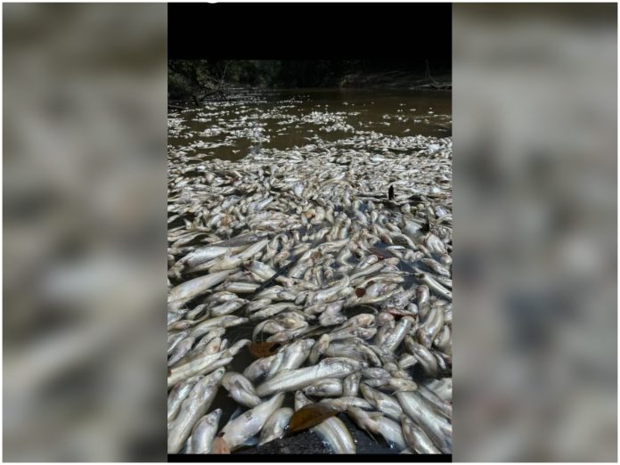 IKAN-MATI-SUNGAI-BERA