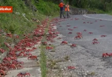 சாலையை ஆக்கிரமித்த சிவப்பு நண்டுகள் – ஆஸ்திரேலியாவில் வினோதம்