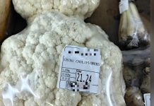 Harga kubis bunga lebih mahal