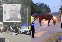 Langgar kuda melintas, lelaki maut
