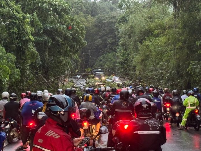 pokok_tumbang