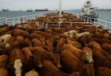 கால்நடை சுகாதாரச் சிக்கலால் ஒரு மாதம் கடலில் சிக்கிய கப்பல்: 3,000 கால்நடைகளுடன் இறுதியாக லிபியாவில் தரையிறங்கியது – கால்நடை மருத்துவச் சிகிச்சை தொடங்கப்பட்டது!