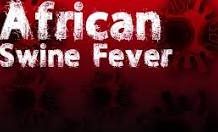 மலாயன் புலிகளின் உணவு ஆதாரங்களை ஆப்பிரிக்க பன்றிக் காய்ச்சல் அச்சுறுத்துகிறது