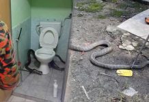 5 மீட்டர் நீளமுள்ள ராஜநாகம்: 70 வயது மூதாட்டிக்கு குளியலறையில் காத்திருந்த அதிர்ச்சி