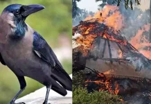 ஆந்திராவில் 4 குடிசை வீடுகளை எரித்த காகம்: ரூ.1 லட்சம், தங்க நகைகள் சேதம்