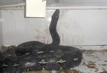 குளியலறை கூரை வழியாக வந்து விழுந்த 60 கிலோ மலைப்பாம்பு; குடும்பத்தினர் அதிர்ச்சி