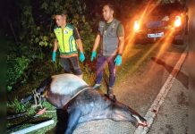 250 kg Tapir maut dilanggar lori