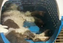 மூடப்பட்ட கால்நடை மருத்துவமனையில் கைவிடப்பட்ட விலங்குகள்: காரணமானவர்கள் மீது நடவடிக்கை எடுக்க வேண்டும்- SAFM