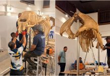 ஆசிய யானையின் எலும்புக்கூடு: திரெங்கானு அருங்காட்சியகத்தில் புதிய வருகை !