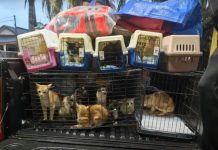 குவந்தான் வெள்ளம்: 40-க்கும் மேற்பட்ட பூனைகளை மீட்ட விலங்கு நல ஆர்வலர்கள்!