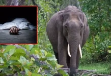 ஜார்க்கண்ட்: ஒரே குடும்பத்தின் 4 பேர் உள்பட 6 பேர் யானை தாக்கி பலி