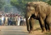 ஜார்க்கண்டில் ஒற்றை யானை அட்டகாசம்: 2 நாட்களில் 13 பேர் பலி – பீதியில் மக்கள்!
