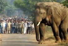 ஜார்க்கண்டில் ஒற்றை யானை அட்டகாசம்: 2 நாட்களில் 13 பேர் பலி – பீதியில் மக்கள்!