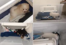 மலேசியாவிலிருந்து நாய்க்குட்டிகளைக் கடத்தியவருக்கு 16 வார சிறை