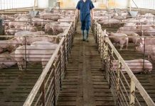 புக்கிட் தாகர் பன்றி வளர்ப்பு திட்டத்தை ரத்து செய்வதற்கான பிரதமரின் அழைப்பு குறித்து சிலாங்கூர் அரசு விவாதிக்க உள்ளது