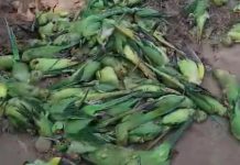 நர்மதா நதிக்கரையில் சோகம்: கிளிகள் கொத்துக் கொத்தாக உயிரிழப்பு