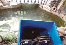 சுங்கை பூலோவிலுள்ள ஒரு வீட்டில் பதுக்கி வைக்கப்பட்ட அரிய வகை ஆமைகள் மீட்பு – இளைஞர் கைது!