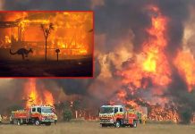 அர்ஜென்டினா, ஆஸ்திரேலியாவில் காட்டுத்தீ கோரத்தாண்டவம்! 3 ஆயிரம் ஆண்டுகள் பழமையான மரங்கள் எரிந்து நாசம்… விஞ்ஞானிகள் எச்சரிக்கை