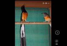 1 மில்லியன் ரிங்கிட் மதிப்பிலான 180 பறவைகள் மீட்பு