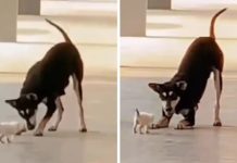 ‘கோபி’ என்ற நாய் கொல்லப்பட்ட வழக்கு தள்ளுபடி செய்யப்பட்டதால் விலங்கு உரிமை ஆர்வலர்கள் குழப்பம்