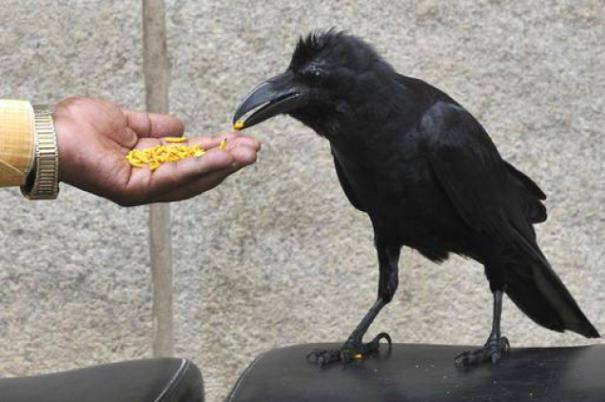 Kaagam-food-feed1