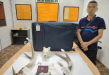 KLIA2-இல் மான் கொம்புகளைக் கடத்த முயன்ற பிரான்ஸ் நாட்டவர் கைது!