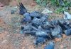 பீகாரில் பறவைக் காய்ச்சல் பீதி: 150-க்கும் மேற்பட்ட காகங்கள் பலி – தீவிர கண்காணிப்பில் வனத்துறை!