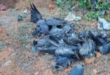 பீகாரில் பறவைக் காய்ச்சல் பீதி: 150-க்கும் மேற்பட்ட காகங்கள் பலி – தீவிர கண்காணிப்பில் வனத்துறை!