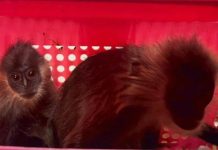 தாய்லாந்து விமான நிலையத்தில் அரிய வகை ‘லூட்டொங்’ குரங்குகளை கடத்திய இந்தியர் கைது