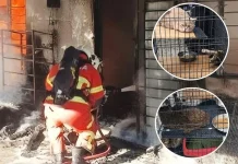 லங்காவியில் பெரும் சோகம்: தீ விபத்தில் 27 செல்லப் பிராணிகள் பலி; உரிமையாளர் படுகாயம்