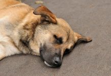 சிரம்பானில் மர்மமான முறையில் உயிரிழந்த 11 நாய்கள்; விஷம் வைக்கப்பட்டதாக விலங்கு நல அமைப்பினர் அதிர்ச்சி!