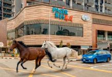 சாலையில் ஓடிய குதிரைகள்; பாசிர் ரிஸ் பகுதியில் சிறிது நேரம் போக்குவரத்து பாதிப்பு!