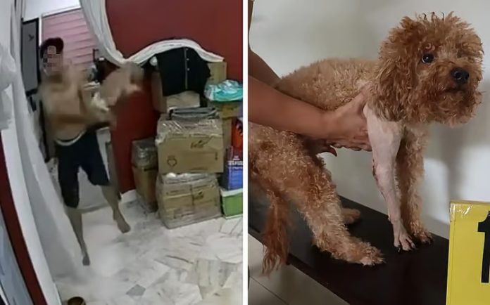 Abusing Dog