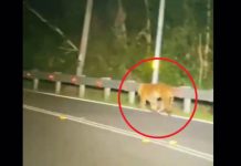 கெரிக் நெடுஞ்சாலையில் உலா வந்த புலி: வாகன ஓட்டிகளுக்கு எச்சரிக்கை!